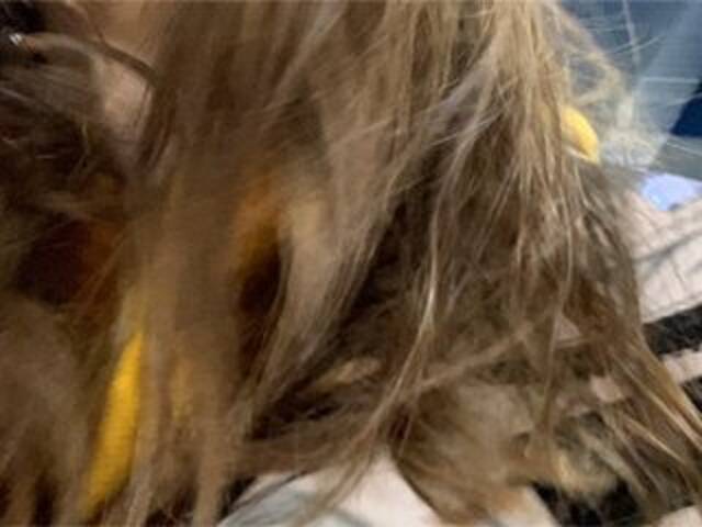 Capturas de tela de transmissão Eliness