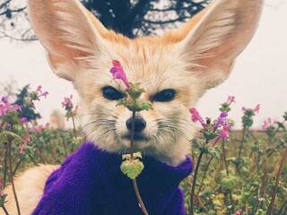 Chat de vídeo erótico Anecka31