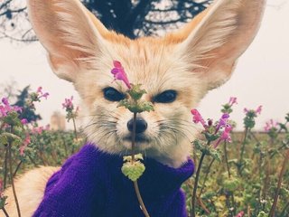 Chat de vídeo erótico Anecka31