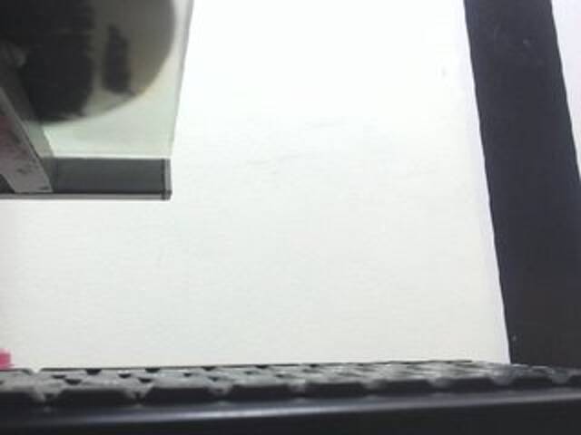 Capturas de tela de transmissão Dulceik