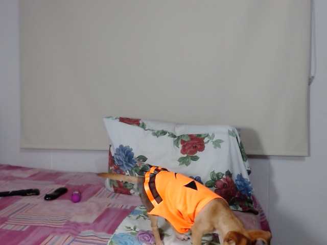 Capturas de tela de transmissão LucyPalma