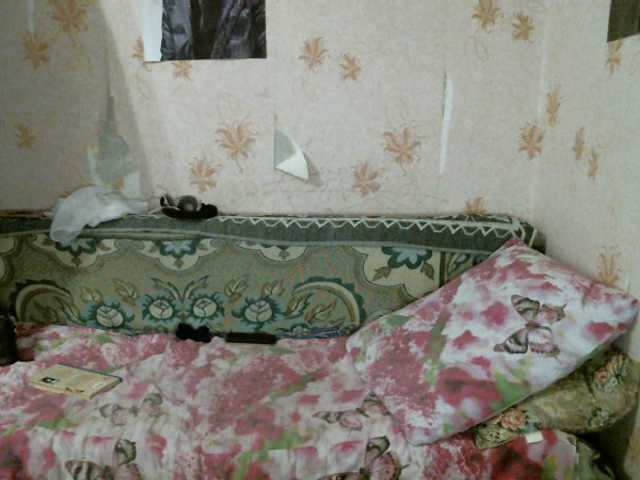 Capturas de tela de transmissão kar0linaa666