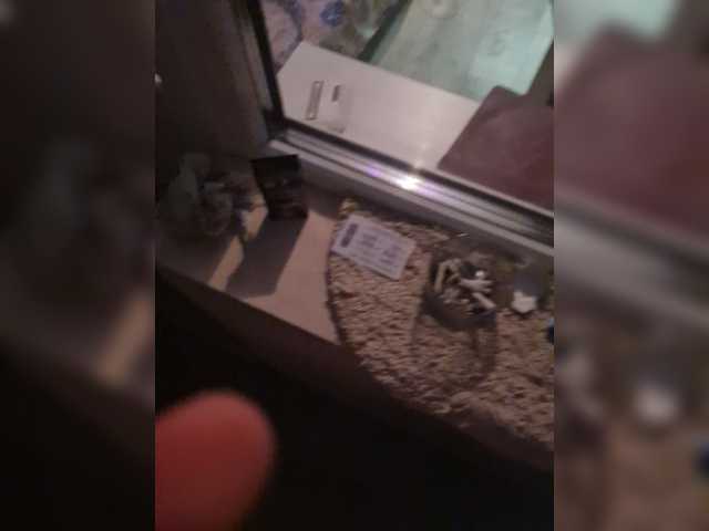 Capturas de tela de transmissão PussyDevil