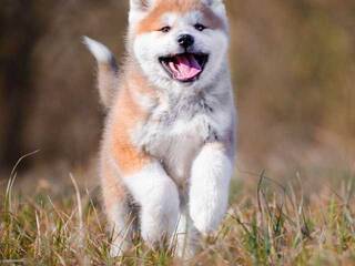 Chat de vídeo erótico Val309a